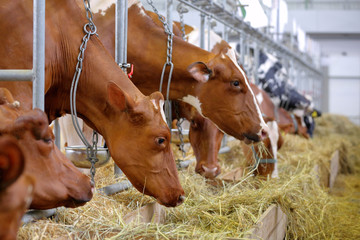 Brown cows in the stable on farm