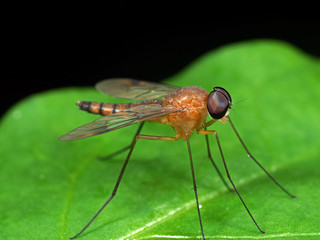 Macro Photo of Orange Robber Fly on Green Leaf