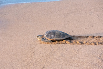 Green Sea Turtle going at sea, on a beach in Maui, Hawaii, USA