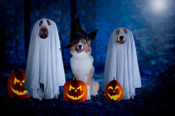 Halloween, three dogs sit disguised as ghost and witch in front of pumpkins