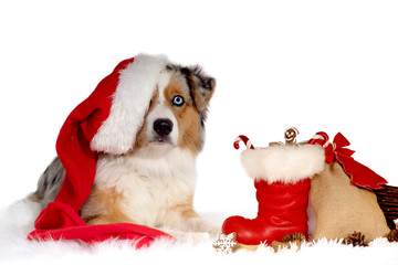 Dog, Australian Shepherd, with Santa Claus hat on his head, lying in front of Christmas gifts,