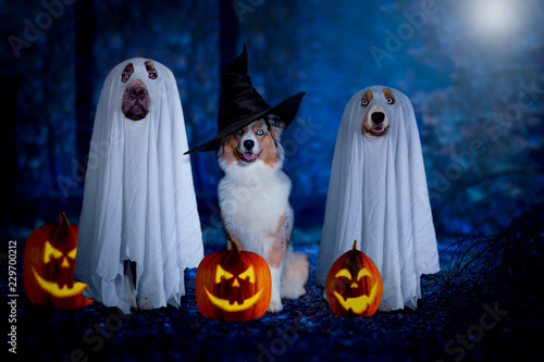 Halloween, three dogs sit disguised as ghost and witch in front of pumpkins