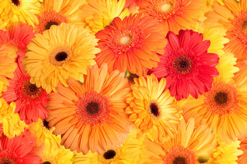 Gerberas - yellow, orange and red image