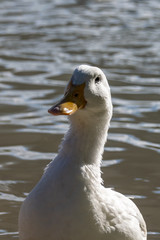 Portrait of white heavy duck (pekin duck)