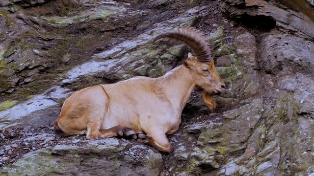 Wild mountain goat sitting on the cliff close up portrait