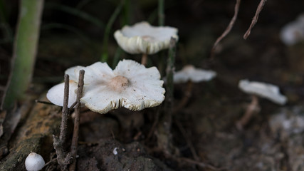 Mushroom mushroom white forest.