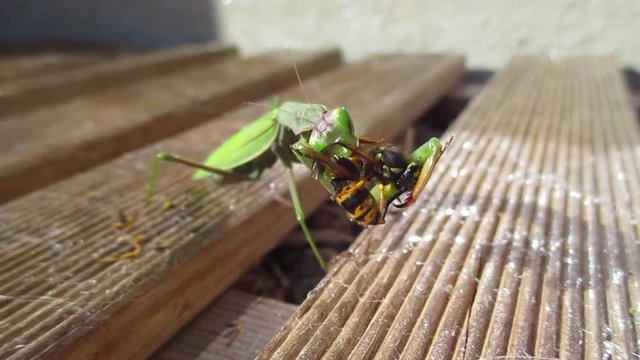 sc&egrave;ne en gros plan d'une mante religieuse en train de d&eacute;vorer une gu&ecirc;pe en terrasse au soleil 