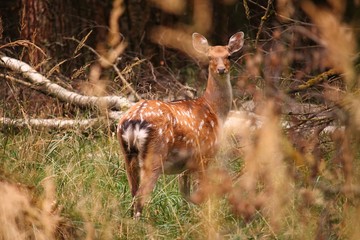 Deer in thr forest