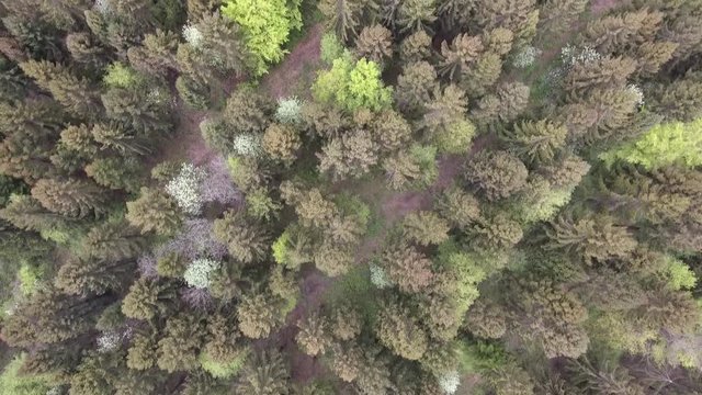 Flying over a spruce forest . Verdun forest, Lorraine, France. Drone view.