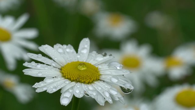 Regentropfen: Nasse Margeriten auf Magerwiese bewegen sich sanft im Wind