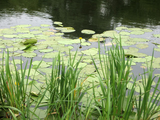 Beautiful yellow Water lily in the clear pond. Nature habitat. Underwater landscape.