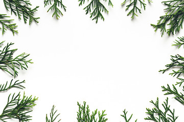 Cypress Twigs On White Background