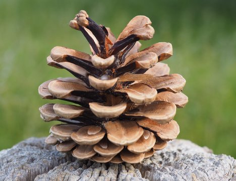 Kiefern-Koniferen-Zapfen