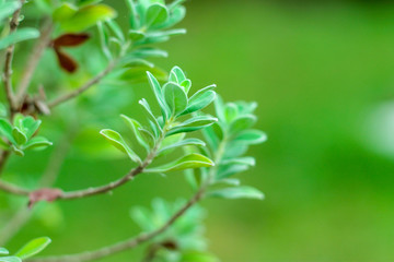 nature for background