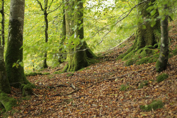 Bosque del Baztán en otoño con hojas caídas 