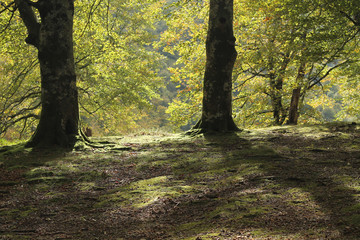 Bosque del Baztán en otoño