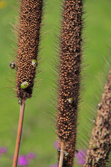 Kolbenhirse mit Schildwanzen
