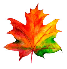 Obraz premium For decoration design. Botanical illustration. Autumn maple leaf with watercolor.