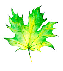 For decoration design. Botanical illustration. Autumn maple leaf with watercolor.