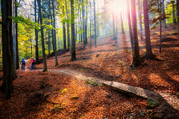Cycling, mountain biker couple on cycle trail in autumn forest. Mountain biking in autumn landscape forest. Man and woman cycling MTB flow uphill trail.