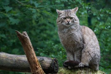 Wildkatze sitzend im Wald vor grünem Hintergrund