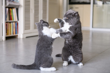 Two British short-hair cats in a fight