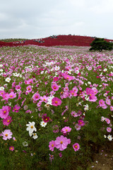 コキアとコスモス