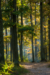 Forest. Green trees in the forest. Green and yellow leaves on a tree