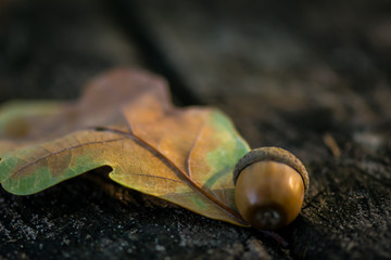 Acorn close-up on a wooden background. Acorn on a green-yellow sheet