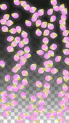 Vector Realistic Pink Petals Falling on Transparent Background.  Spring Romantic Flowers Illustration. Flying Petals. Sakura Spa Design. Blossom Confetti.