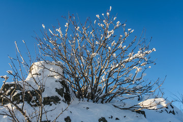 bush in the snow on the mountain