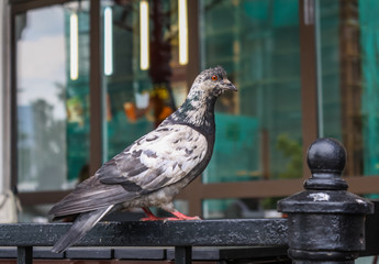 pigeon on a metal fence in the background of a shop window