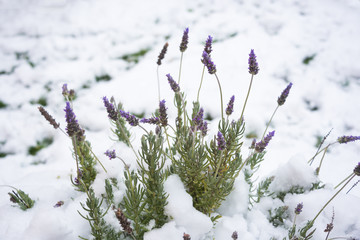 Lavender flowers under snow in unusually cold winter in Italy 