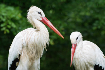 Storch / Störche - Weißstorch / Weißstörche im Wald