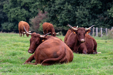 Vaches de race Salers en pâture