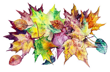Autumn leaves on white background, plant element for design and creativity. Set of maple leaves isolated on a white background. Collection of colorful leaves for design and creativity.
