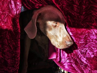 Weimaraner dog looking out from underneath a pink table cloth.