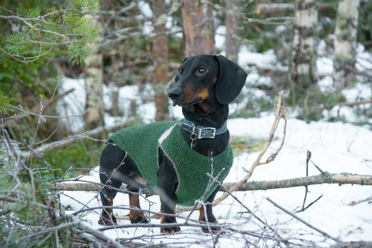 Black and tan dachshund in sweater in winter forest