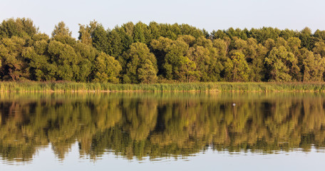 Trees with reflection on the water as a background