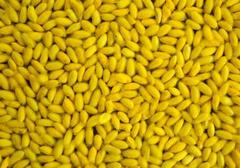 Colorful pattern of cocoon for background.