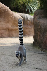 Obraz premium ringtailed lemur lemur catta