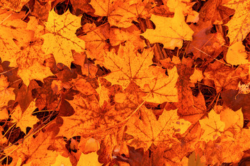 Leaves on the ground in autumn as a background