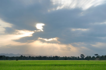 Evening sky and sun shines through rice fields in concept of natural.