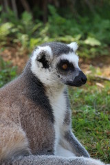 ring tailed lemur