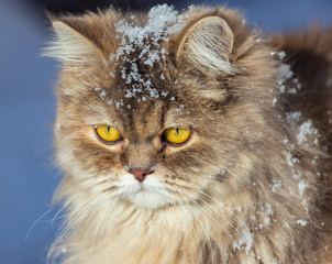Portrait of a cat in the snow in winter
