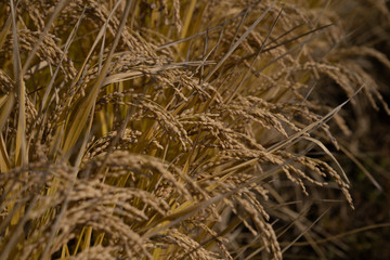 Rice in field