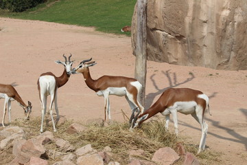 impala in serengeti national park tanzania africa