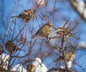 Sparrow on the branches of a tree against the blue sky