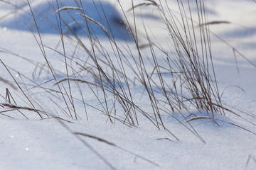Dry grass in snow in winter as background