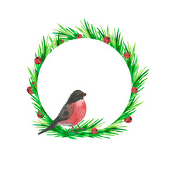 Watercolor hand painting, bullfinch on green, fir branches with red berries of currant and Rowan, isolated on white background.